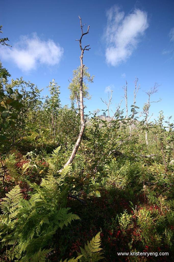 IMG_0062.JPG - Veldig kuppert, gjenngrodd og ulent terreng i skogen. Regn med å snuble et par ganger opp igjennom her.