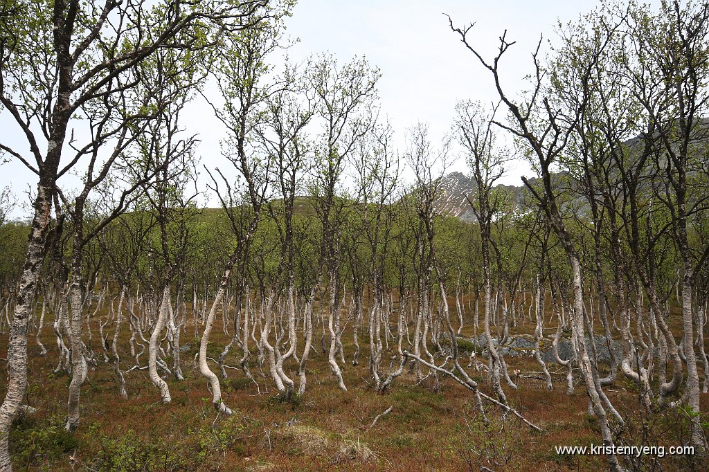 IMG_0023.JPG - Lettgått tett skog i starten.....