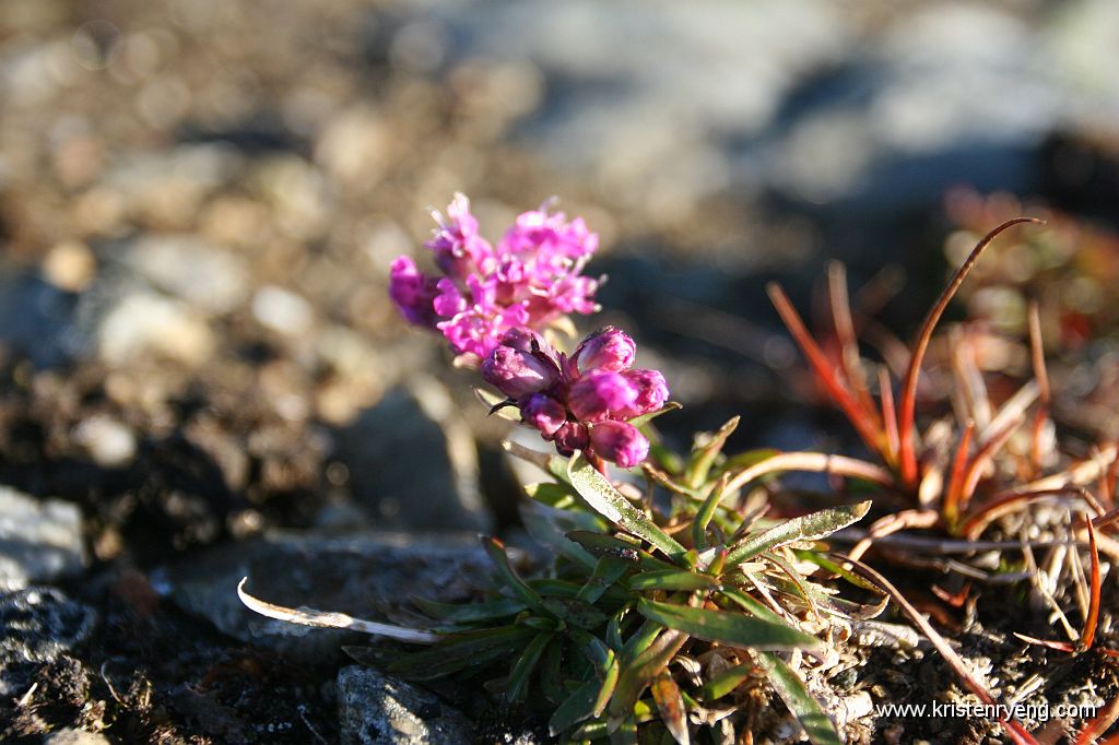 IMG_0177.JPG - Et forsøk på å forevige den lokale høst faunaen som vokser på toppen av Durmålstinden :-))