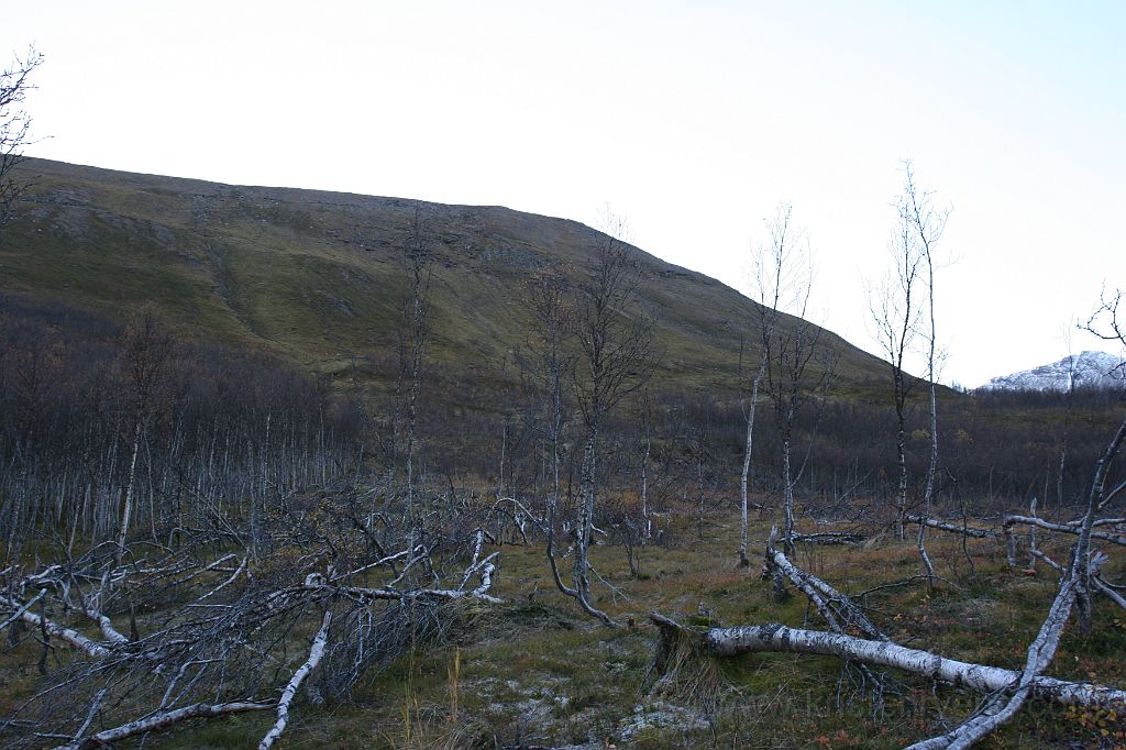 IMG_0233.JPG - Spor etter et stort skred i stigningen opp mot Gabrielfjellet.