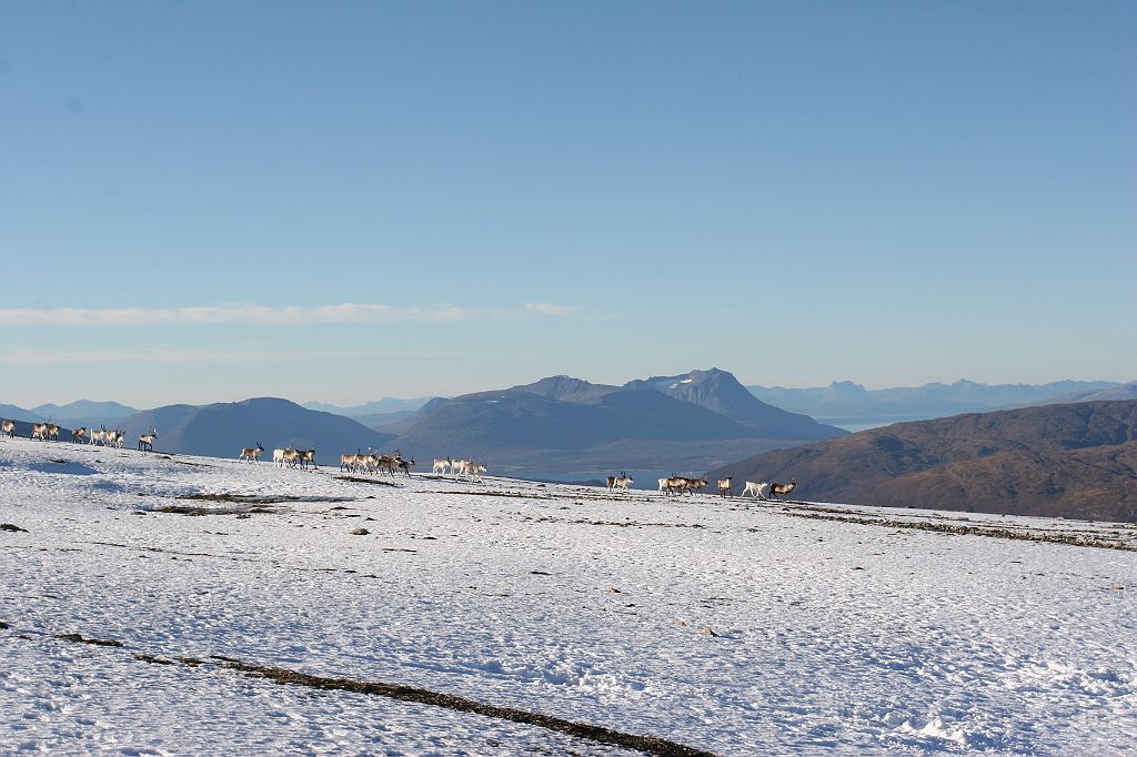 IMG_0281.JPG - Denne gjengen var slettes ikke skremt av 4 svette fjellfanter.