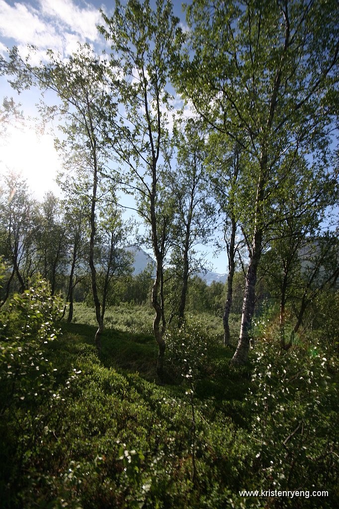 IMG_0009.JPG - Et landskap perfekt for mygg og klegg. Ble etterhvert så uutholdelig at jeg ble nødt å iføre meg hansker, lang bukse og gore-tex jakke til jeg var oppe, og ute av skogen....