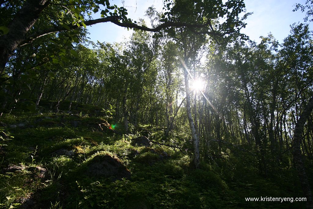 IMG_0006.JPG - Tett skog i starten, da er det greit å kunne følge en sti så langt som mulig.