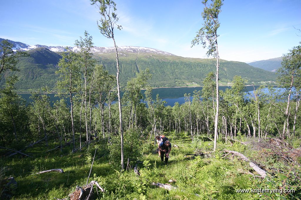 IMG_0012.JPG - Skogen åpner seg mer og mer opp jo lengre opp i dalen man kommer. Her med utsikt tilbake mot Sørbotn.