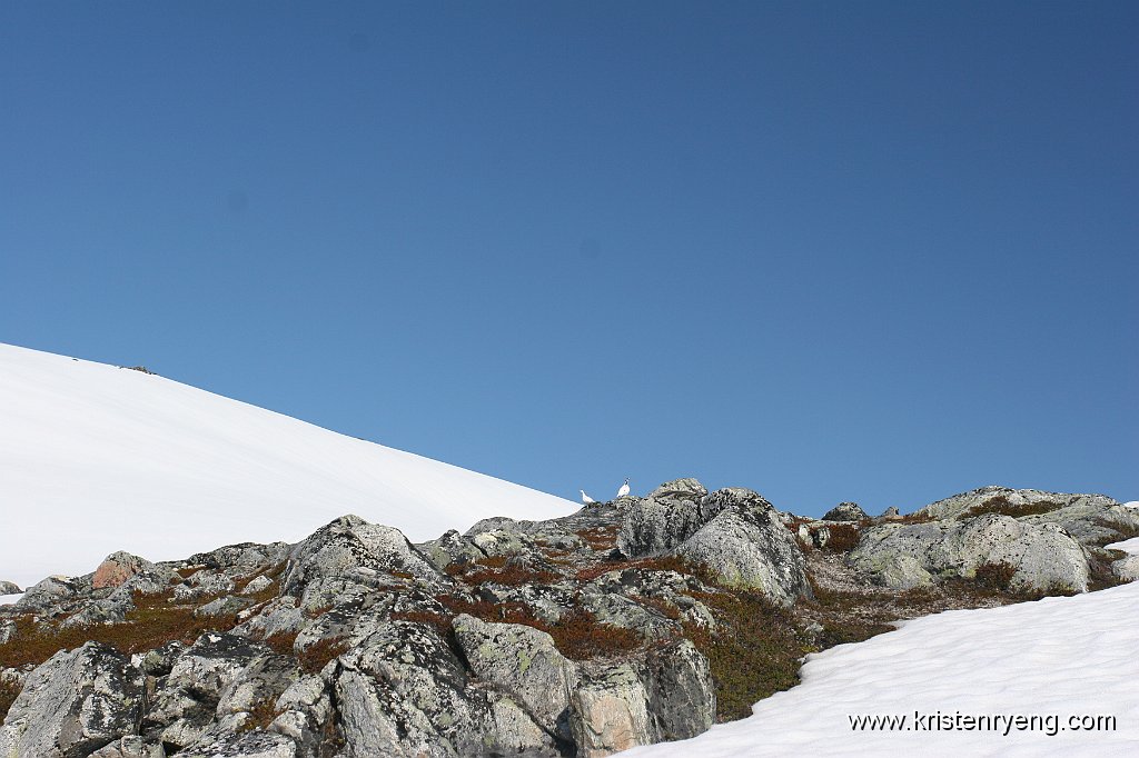 IMG_0311.JPG - Mye ryper i fjellet denne dagen.