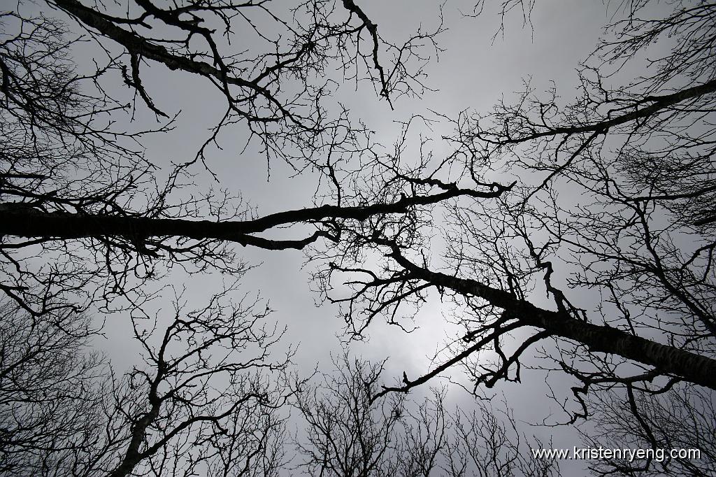 IMG_0008.JPG - Et blikk mot himmelen kan gi spennende formasjoner og mønster når man går i skogen.