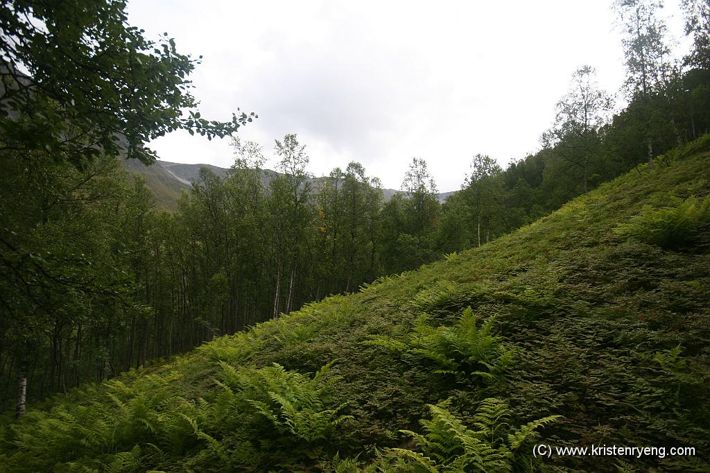 IMG_0257.JPG - Sauetråkket forsvant og jeg endte opp med skogsturens værste fiende; tett bregneskog. Makan! Det viste seg på nedturen at en tilnærmet E6 av et perfekt sauetråkk gikk 50-100 meter på øversiden til høyre i bildet.