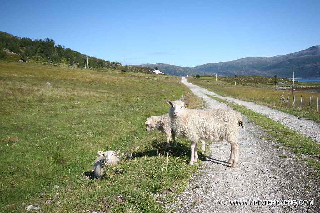 IMG_0010.JPG - Nyskjerrige fastboende.